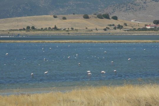 Αναρίθμητα φλαμίνγκο στον Κόλπο της Καλλονής